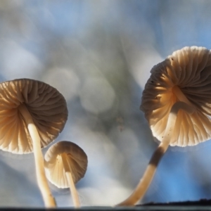 Mycena sp. at Cotter River, ACT - 14 May 2016