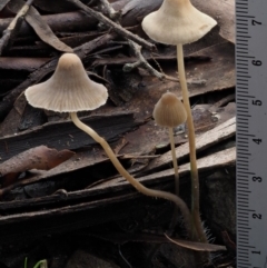 Mycena sp. at Cotter River, ACT - 14 May 2016 12:28 PM