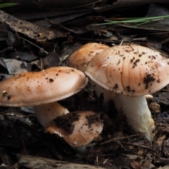 Cortinarius sp. (Cortinarius) at Cotter River, ACT - 14 May 2016 by KenT