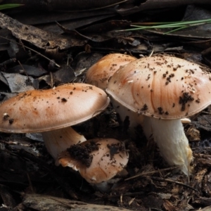 Cortinarius sp. at Cotter River, ACT - 14 May 2016