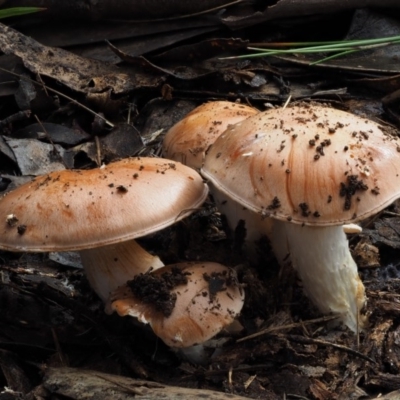 Cortinarius sp. (Cortinarius) at Cotter River, ACT - 14 May 2016 by KenT