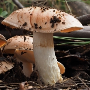 Cortinarius sp. at Cotter River, ACT - 14 May 2016