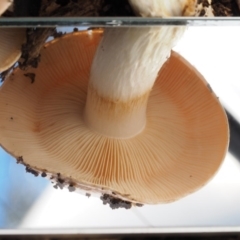 Cortinarius sp. at Cotter River, ACT - 14 May 2016