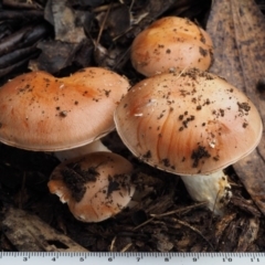 Cortinarius sp. at Cotter River, ACT - 14 May 2016