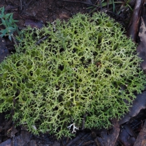 Cladia aggregata at Cotter River, ACT - 14 May 2016