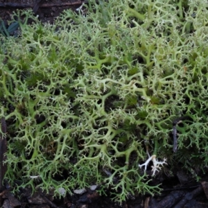 Cladia aggregata at Cotter River, ACT - 14 May 2016