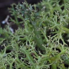 Cladia aggregata at Cotter River, ACT - 14 May 2016