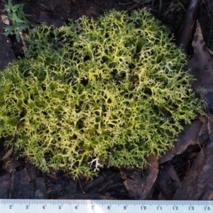 Cladia aggregata at Cotter River, ACT - 14 May 2016 01:31 PM