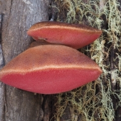 Fistulina sp. (A Beefsteak fungus) at Cotter River, ACT - 14 May 2016 by KenT