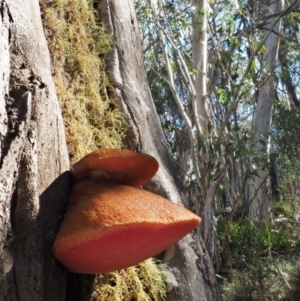 Fistulina sp. at Namadgi National Park - 14 May 2016 11:20 AM