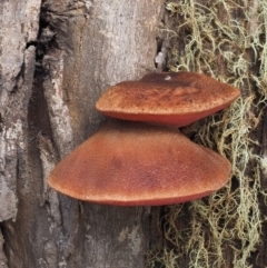 Fistulina sp. at Namadgi National Park - 14 May 2016 11:20 AM