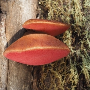 Fistulina sp. at Namadgi National Park - 14 May 2016