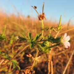 Geranium sp. Pleated sepals (D.E.Albrecht 4707) Vic. Herbarium (Naked Crane's-bill) at Gordon, ACT - 23 Apr 2016 by michaelb