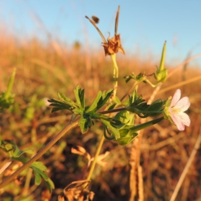 Geranium sp. Pleated sepals (D.E.Albrecht 4707) Vic. Herbarium at Gordon, ACT - 23 Apr 2016 by michaelb