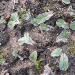 Riccia lamellosa (Liverwort) at Pine Island to Point Hut - 2 Feb 2016 by MichaelBedingfield