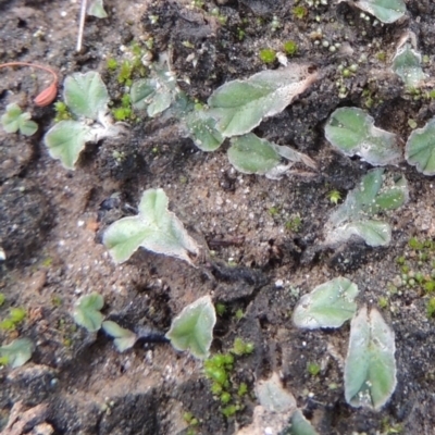 Riccia lamellosa (Liverwort) at Paddys River, ACT - 2 Feb 2016 by MichaelBedingfield