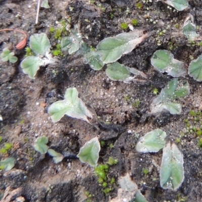 Riccia lamellosa (Liverwort) at Paddys River, ACT - 2 Feb 2016 by michaelb