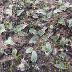 Riccia lamellosa at Paddys River, ACT - 2 Feb 2016