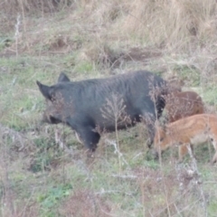 Sus scrofa (Wild Boar, Feral Pig) at Paddys River, ACT - 6 Jun 2015 by MichaelBedingfield