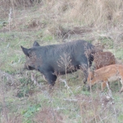 Sus scrofa (Wild Boar, Feral Pig) at Paddys River, ACT - 6 Jun 2015 by MichaelBedingfield