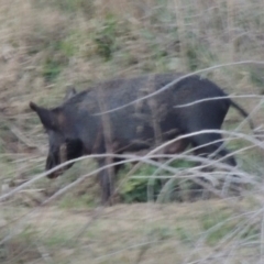 Sus scrofa at Paddys River, ACT - suppressed