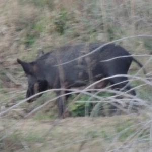 Sus scrofa at Paddys River, ACT - suppressed