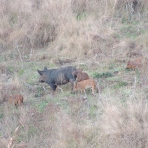 Sus scrofa at Paddys River, ACT - suppressed