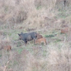 Sus scrofa at Paddys River, ACT - 6 Jun 2015