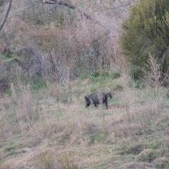 Sus scrofa at Paddys River, ACT - suppressed