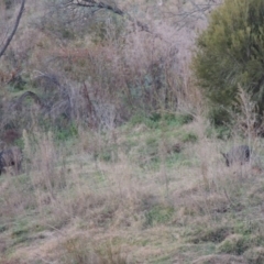 Sus scrofa at Paddys River, ACT - suppressed