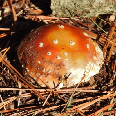 Amanita muscaria (Fly Agaric) at Cotter River, ACT - 19 May 2016 by JohnBundock