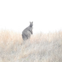 Osphranter robustus robustus (Eastern Wallaroo) at Molonglo River Reserve - 22 Apr 2016 by ArcherCallaway