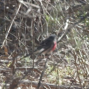 Petroica rosea at Acton, ACT - 15 May 2016 10:54 AM