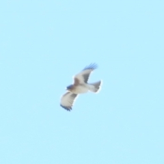 Hieraaetus morphnoides (Little Eagle) at Acton, ACT - 15 May 2016 by RyuCallaway