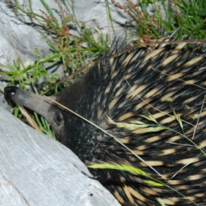 Tachyglossus aculeatus at Wanniassa Hill - 22 Nov 2015 09:36 PM