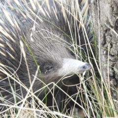 Tachyglossus aculeatus (Short-beaked Echidna) at Gungahlin, ACT - 13 Apr 2016 by ArcherCallaway