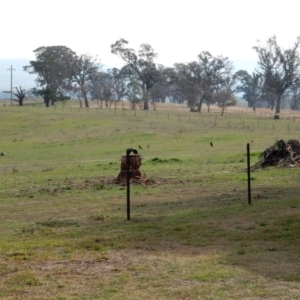 Petroica boodang at Latham, ACT - 21 May 2016