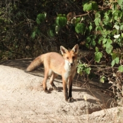 Vulpes vulpes (Red Fox) at Gilmore, ACT - 13 Jan 2016 by RyuCallaway