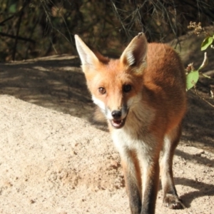 Vulpes vulpes at Gilmore, ACT - 14 Jan 2016 08:44 AM