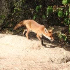 Vulpes vulpes at Gilmore, ACT - 14 Jan 2016 08:44 AM