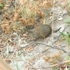 Potorous tridactylus (Long-nosed Potoroo) at Paddys River, ACT - 21 Jan 2016 by ArcherCallaway