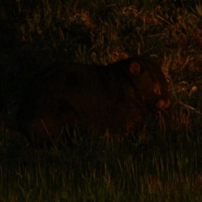 Vombatus ursinus (Common wombat, Bare-nosed Wombat) at Tharwa Bridge - 28 Sep 2015 by ArcherCallaway