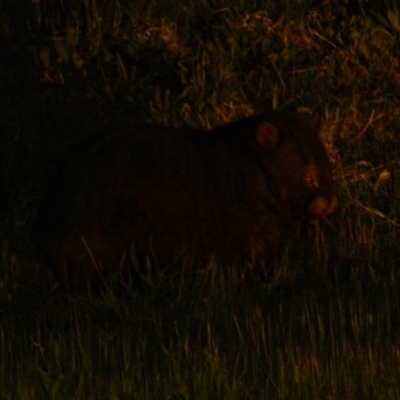 Vombatus ursinus (Common wombat, Bare-nosed Wombat) at Tharwa Bridge - 28 Sep 2015 by RyuCallaway
