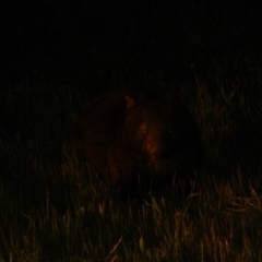 Vombatus ursinus at Tharwa Bridge - 28 Sep 2015