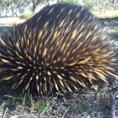 Tachyglossus aculeatus (Short-beaked Echidna) at Forde, ACT - 22 May 2016 by AaronClausen
