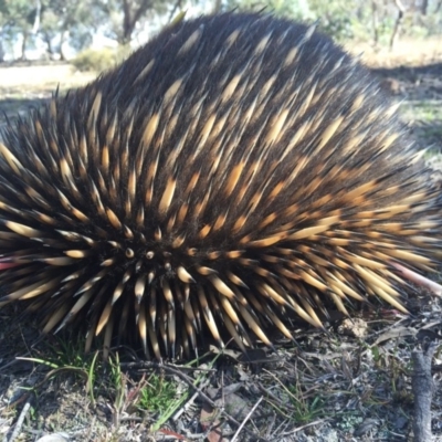 Tachyglossus aculeatus (Short-beaked Echidna) at Forde, ACT - 22 May 2016 by AaronClausen