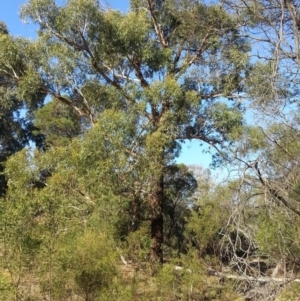 Eucalyptus aggregata at Kenny, ACT - 20 May 2016
