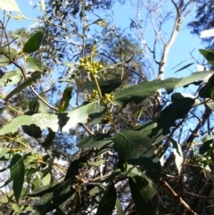 Eucalyptus aggregata at Kenny, ACT - 20 May 2016