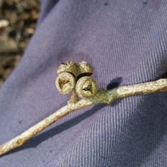 Eucalyptus aggregata at Kenny, ACT - 20 May 2016