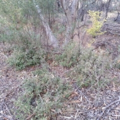 Ulmus procera at Watson, ACT - 8 Apr 2016 04:53 PM